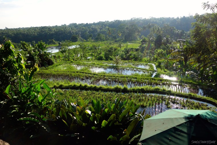RicePaddies