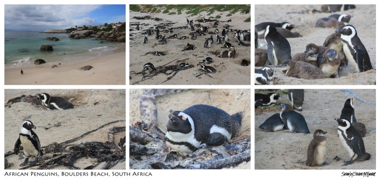 AfricanPenguins