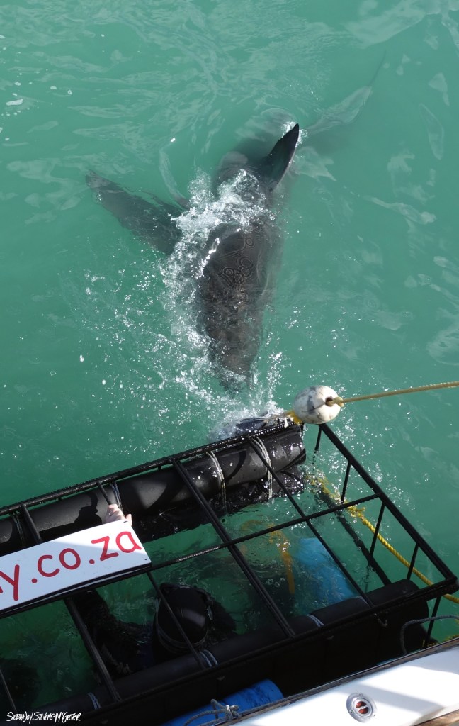 Big White Shark coming at the bait