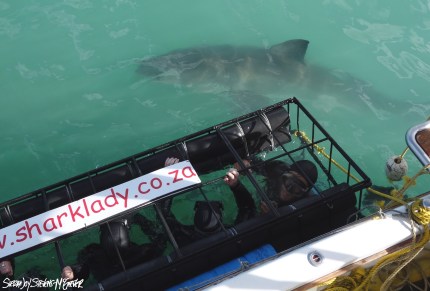 Dave unable to see the giant just outside the cage