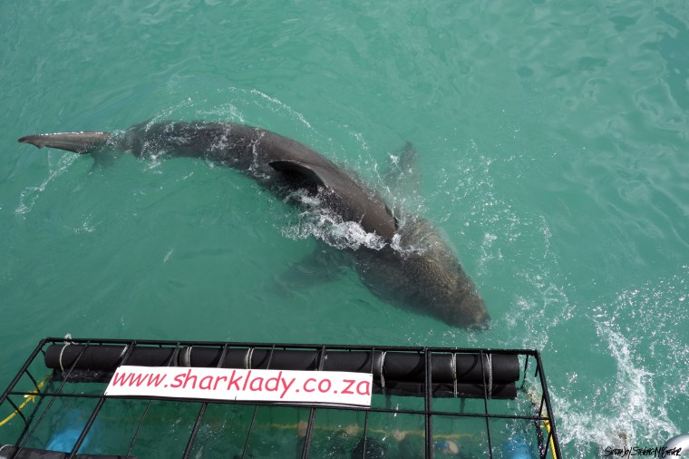White shark from above