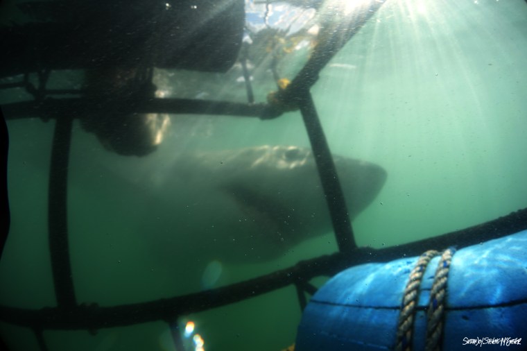 Great White Shark Underwater