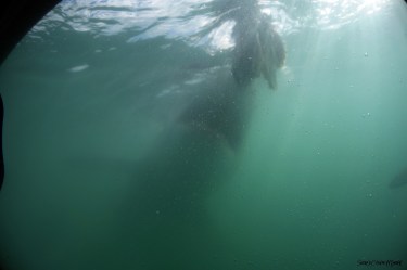 Great White Shark hitting bait