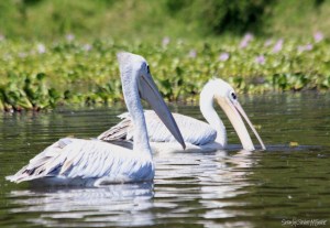 GreatWhitePelicans
