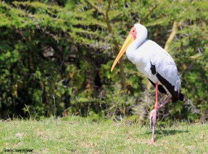 YellowBilledStork