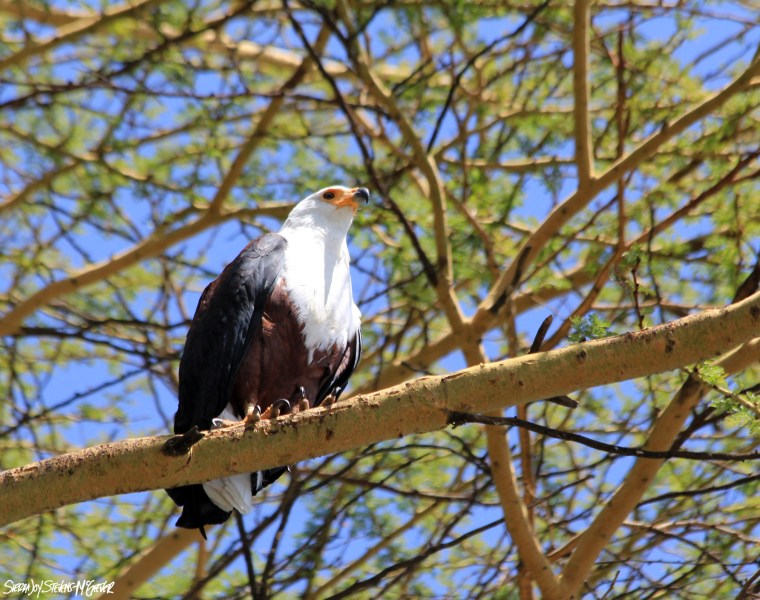 AfricanFishEagle
