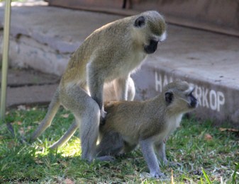 Vervet Money Mating