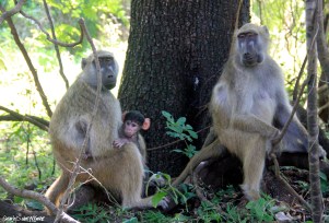 Baboon family