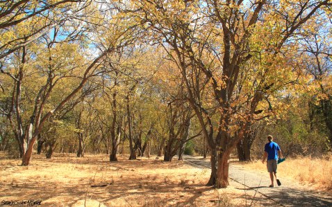 Walking through the forest that borders the mighty Zambezi 