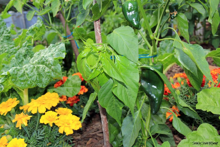 poblano pepper plant