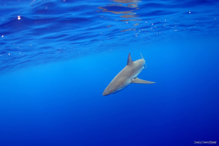 Galapagos Shark