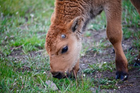 A baby bison sniffs at a stick, just a daily part of figuring out the world. 