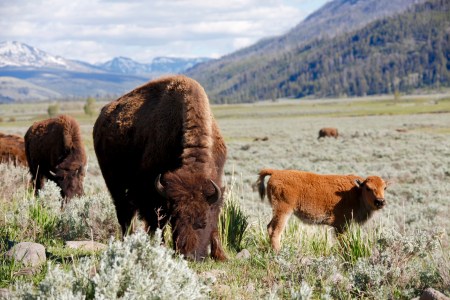 Bison Lamar Valley