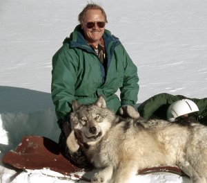 A younger Carter collaring a wolf