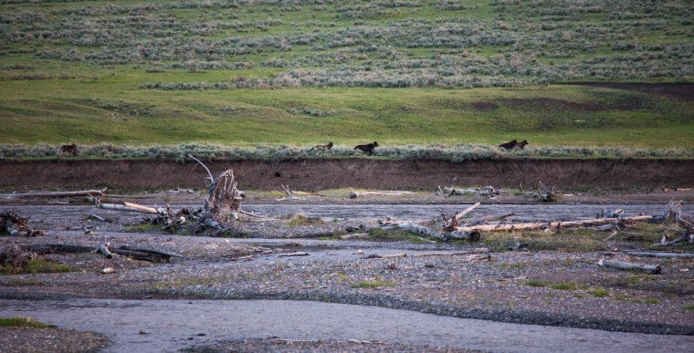 The Lamar pack trots along the Yellowstone river at dusk. 